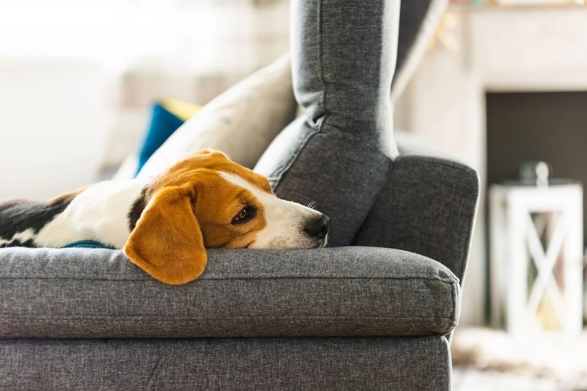 Sleepy beagle resting its head on the arm of a gray living room couch