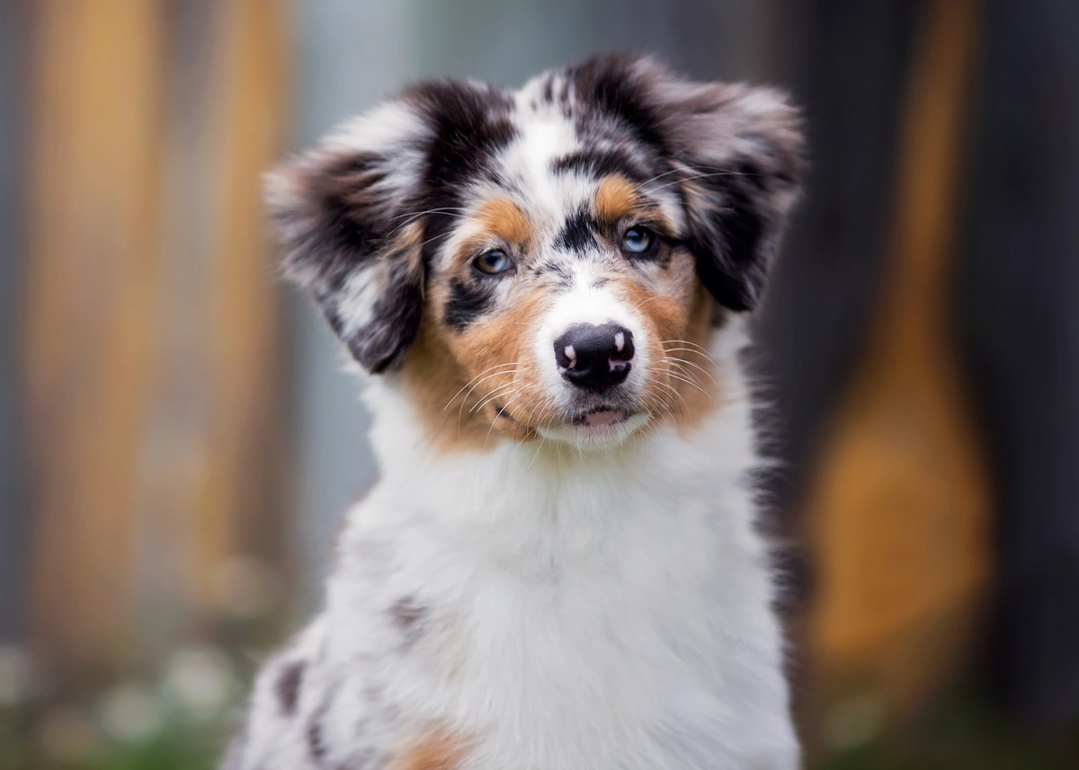 doublemerleminiaussie.webp