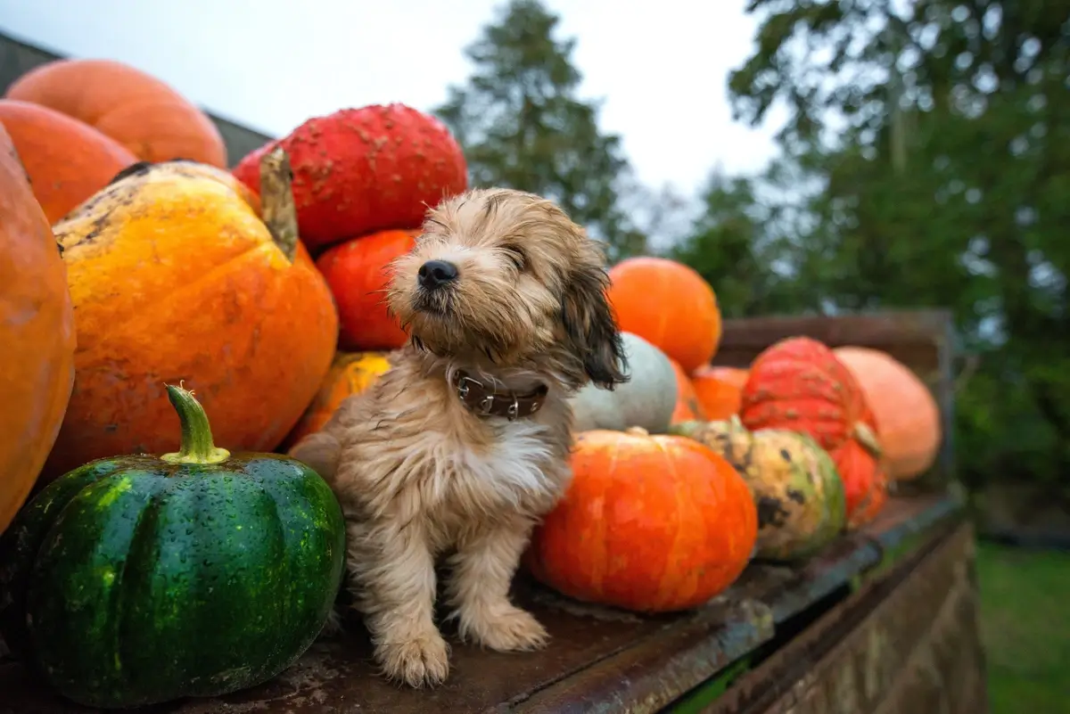 A puppy poses among various pumpkins and gourds