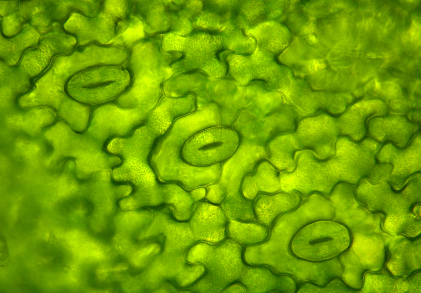 stomatal pores on the underside of a leaf