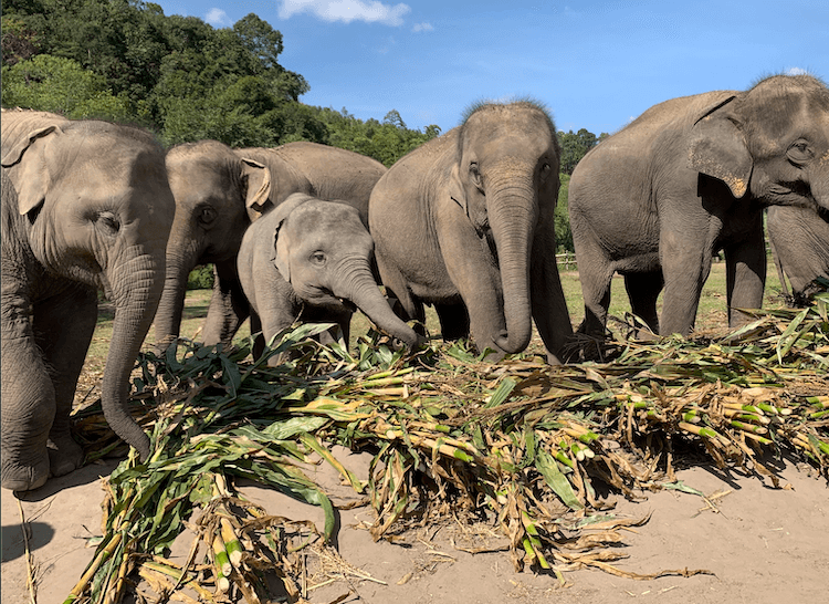 Eating elephants