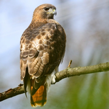 Alabama Birds Red-Tailed Hawk