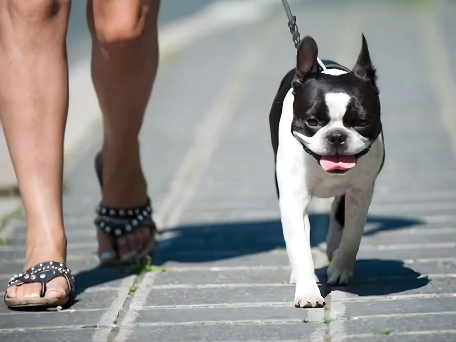 Boston Terrier walking energetically on a leash along a city sidewalk on a sunny day