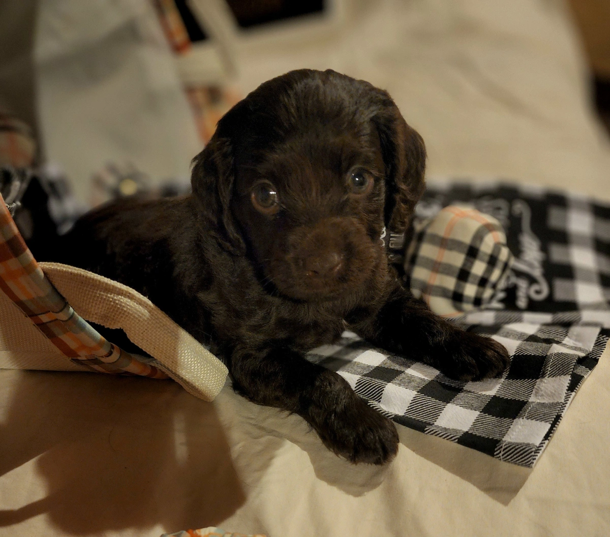 full_boykin-spaniel-puppy-picture-67f...