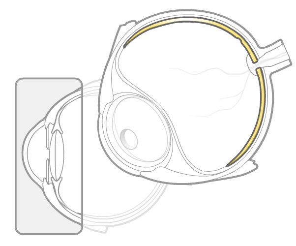 retina.png