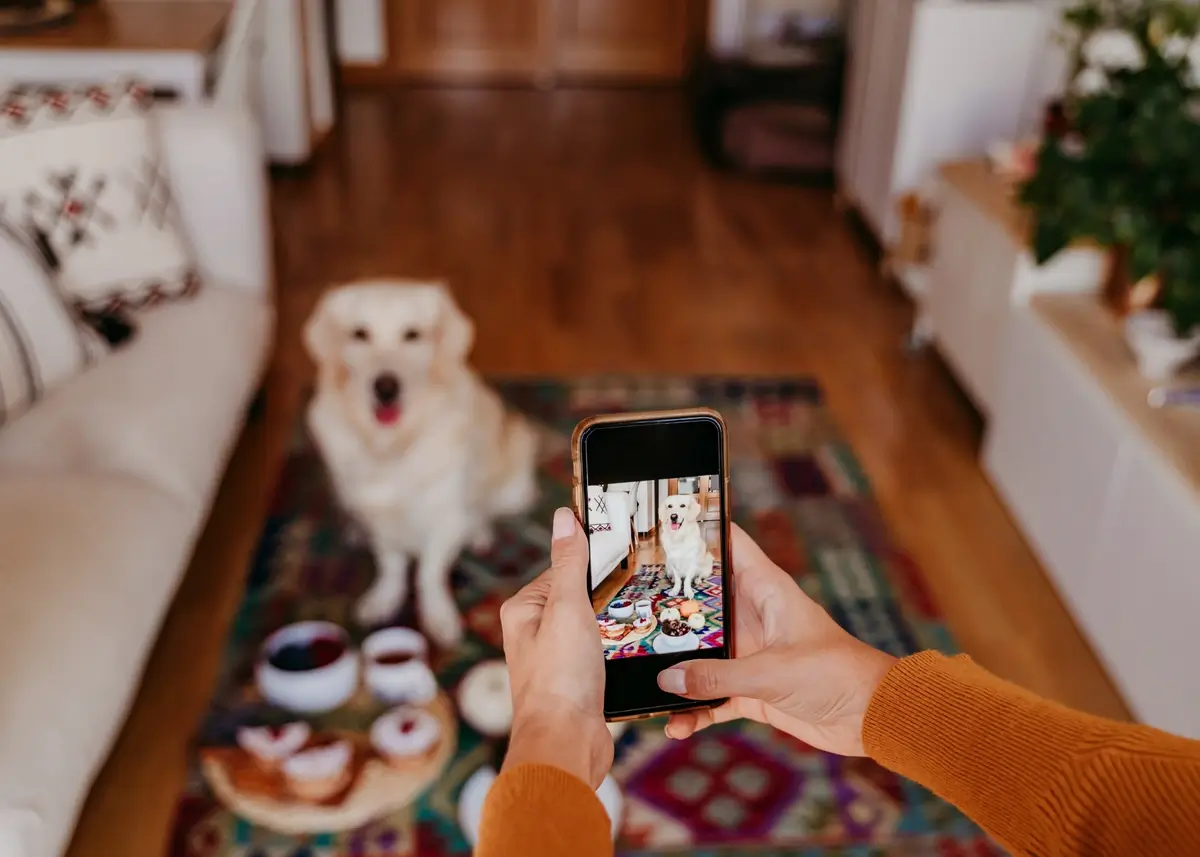 A person takes a picture of a seated Golden Retriever