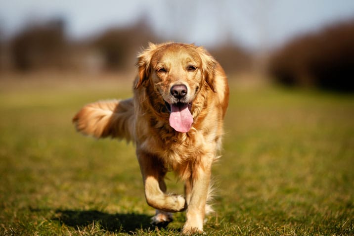 best pet dog breeds