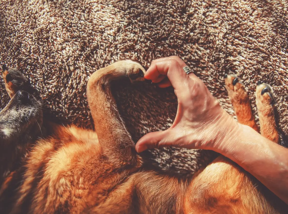 A dog paw and human hand are curled together to form a heart shape
