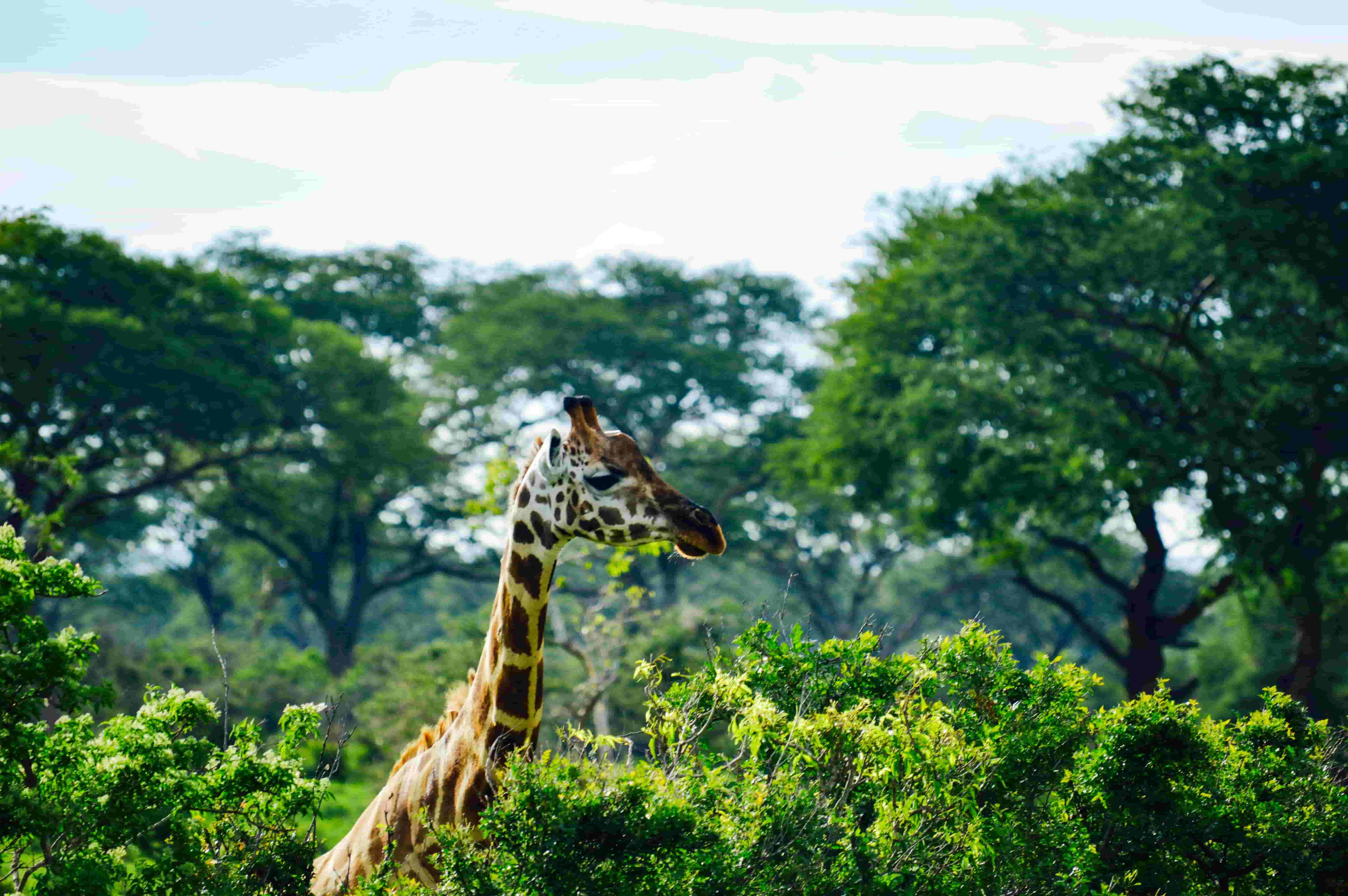 giraffe in a forest