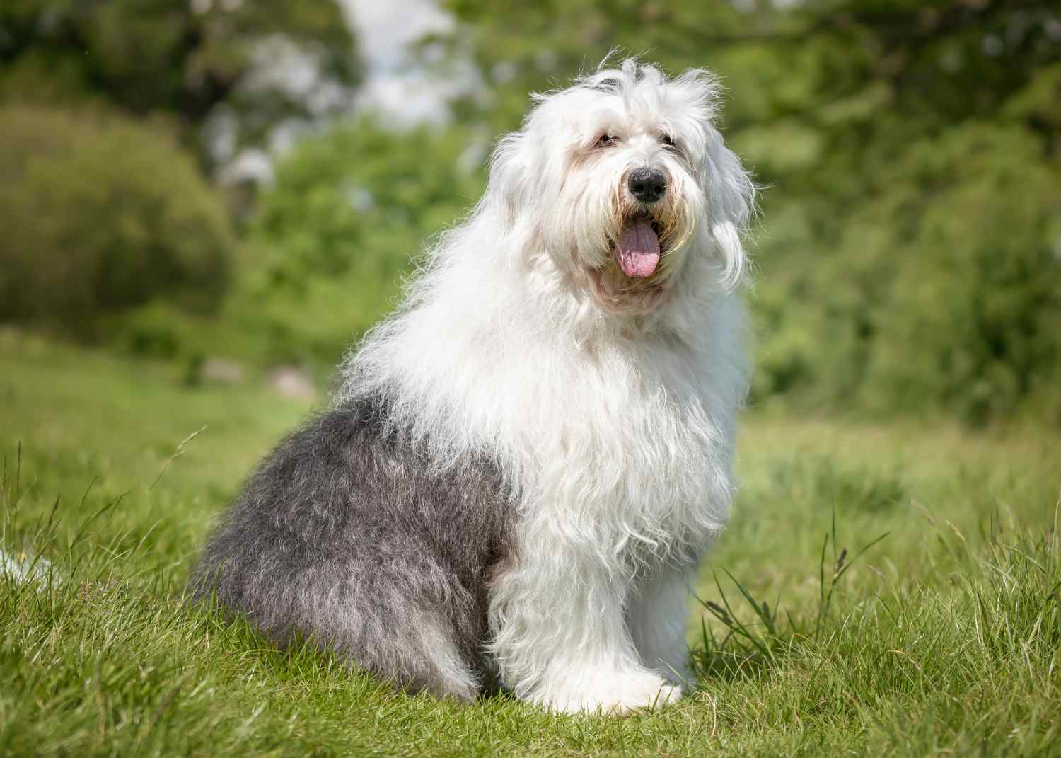 An Old English Sheepdog sitting in a field