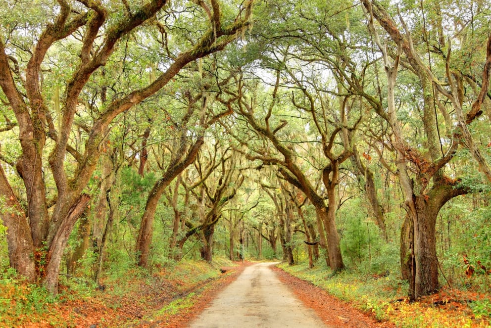 road through trees in south caorlina