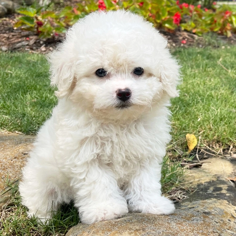 bichon frise puppies