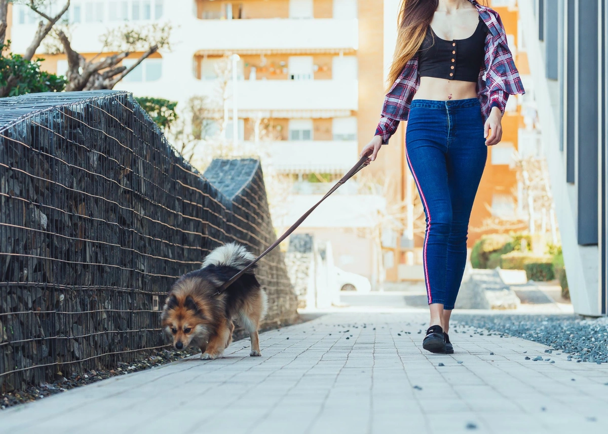 A woman walks a fluffy, brownish red dog with pointy ears on a leash in an urban setting