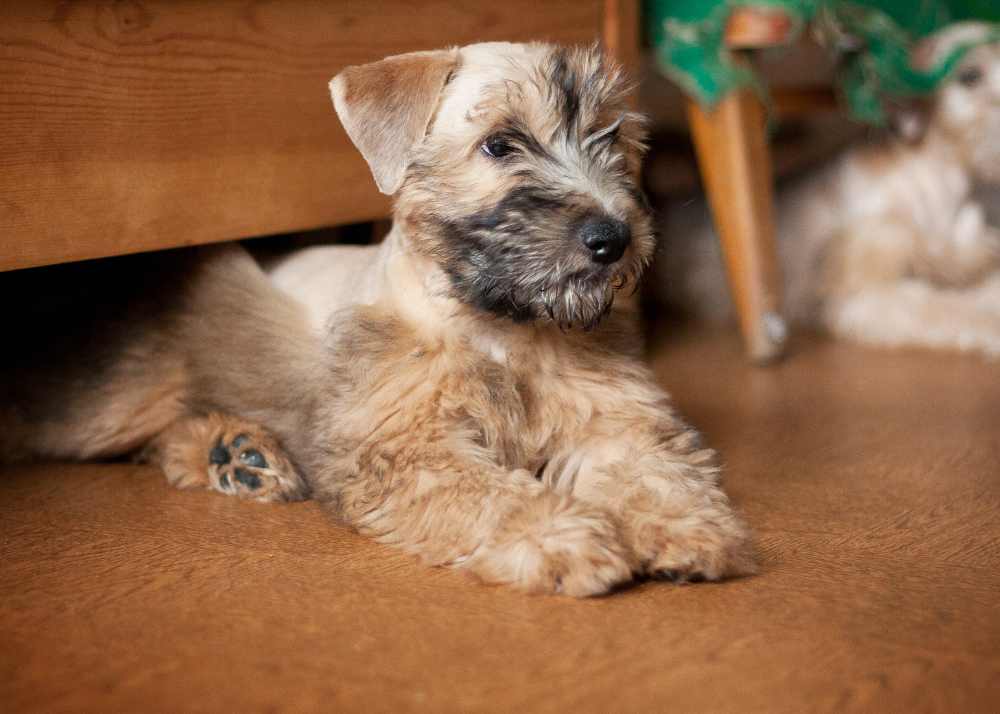 A Soft Coated Wheaten Terrier puppy