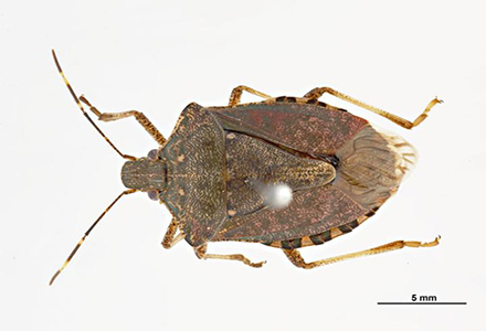 Brown Marmorated Stink Bug