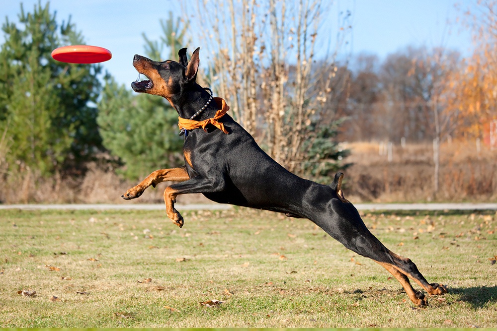 Doberman Pinschers with Skin Allergies Nom Nom