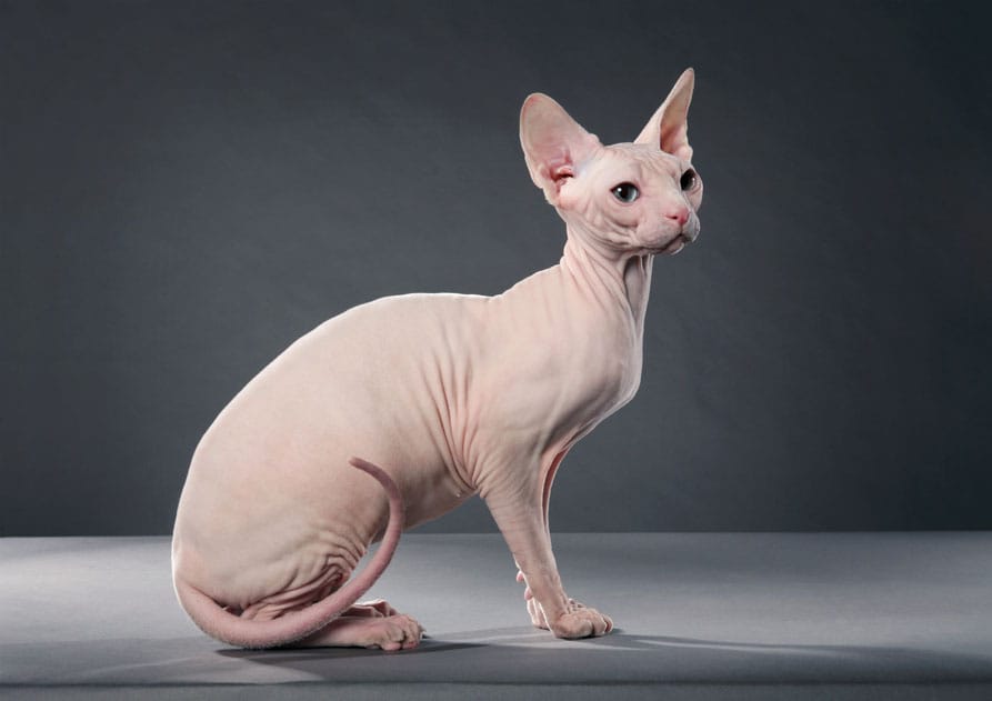 what are sphynx cats allergic to