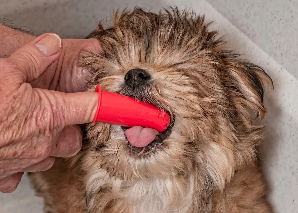 A Guide to Puppy Dental Care Pawrade