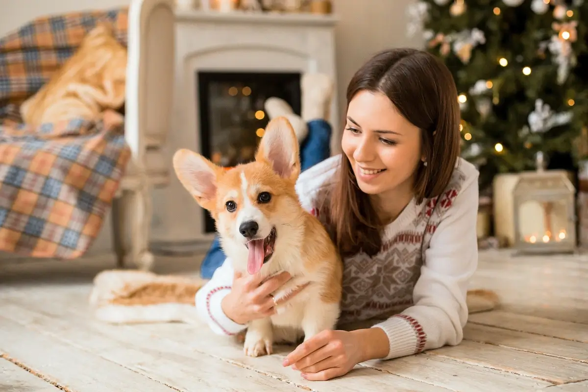 corgi.tree (1).webp