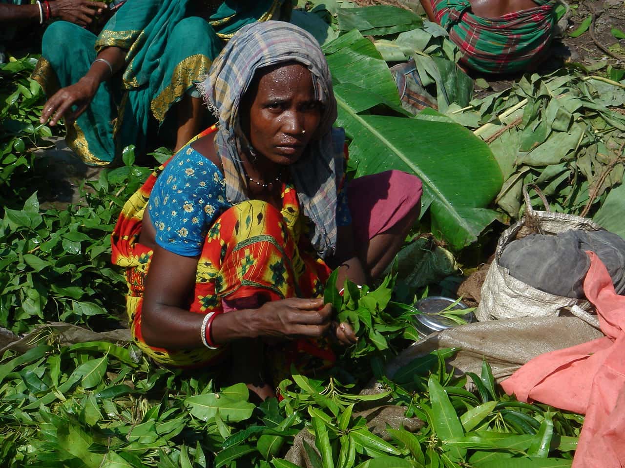 woman harvesting