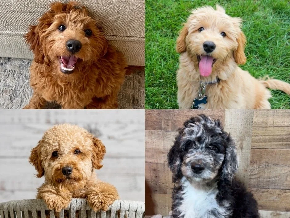 Four Goldendoodle puppies showing coat color variations including red, apricot, cream, and merle patterns