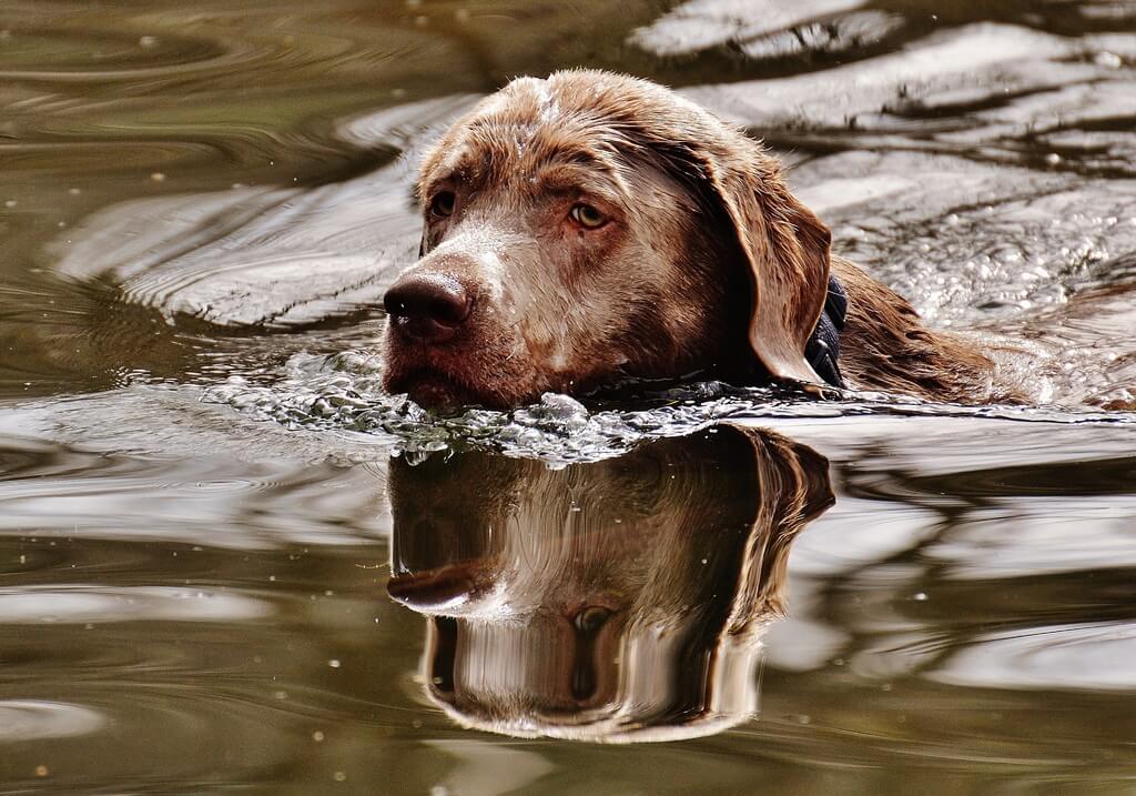 saddogswimming (1).jpg