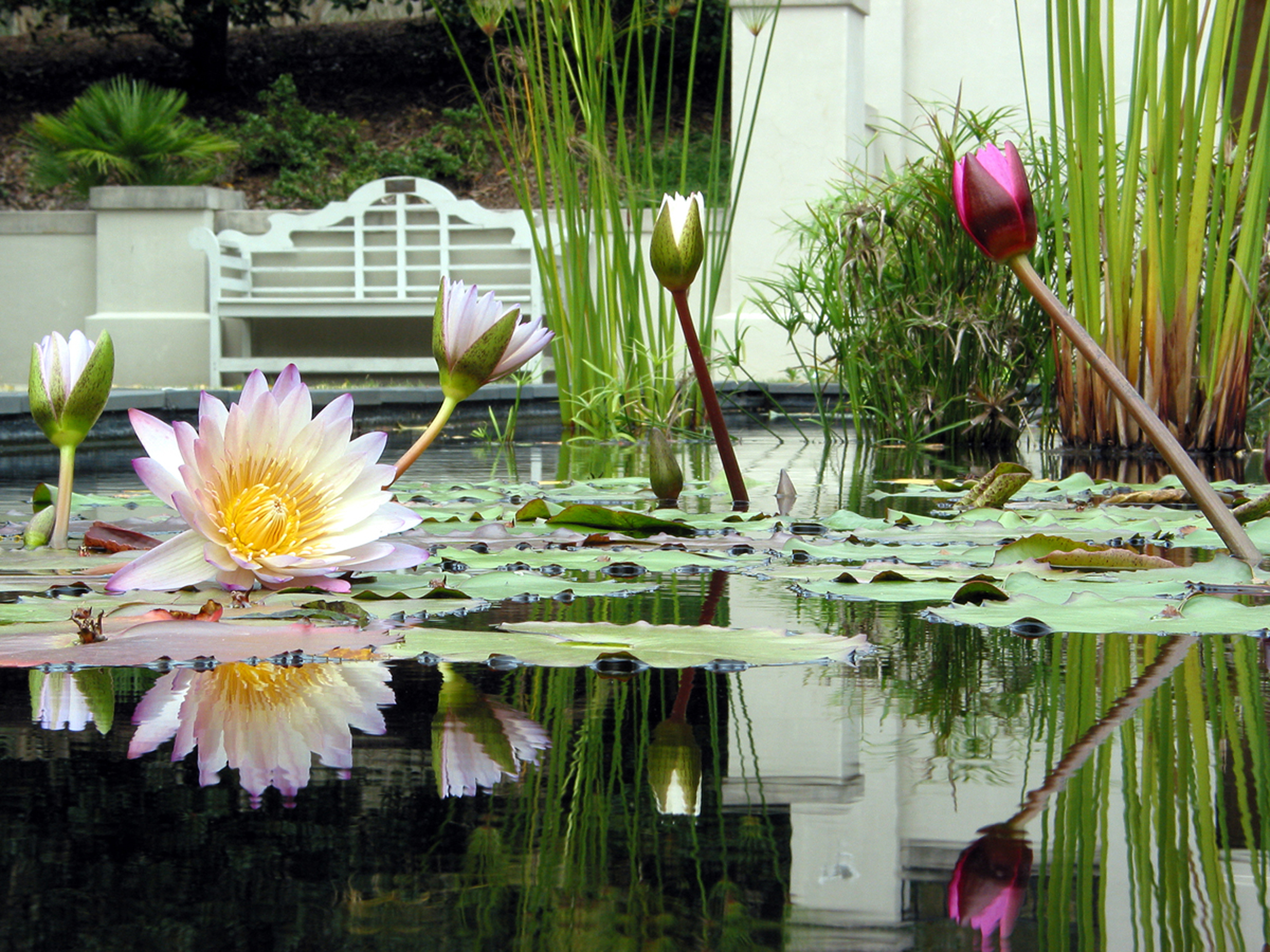 Lily pads and flowers on a still pond