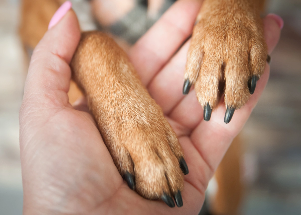 15 Dog Paw Care Products for Healthy Puppy Paws