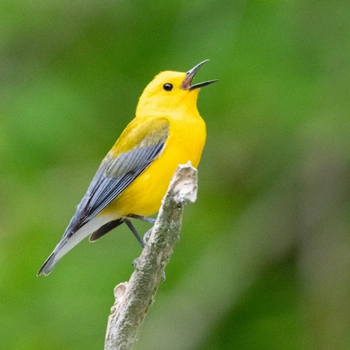 Alabama Birds Prothonotary Warbler