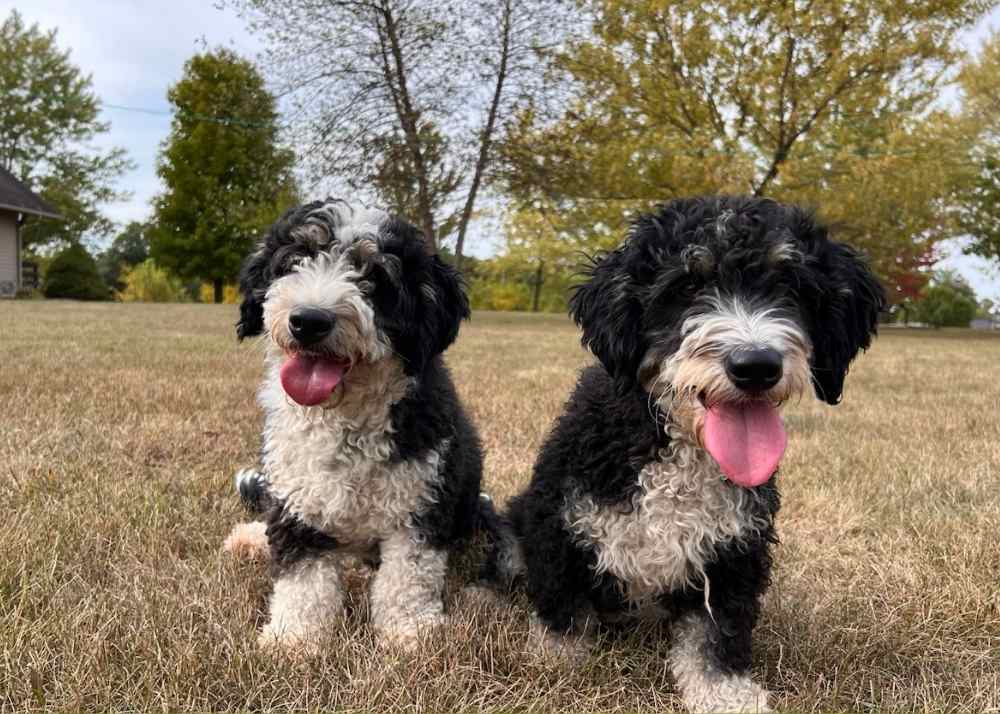 2 mini bernedoodles