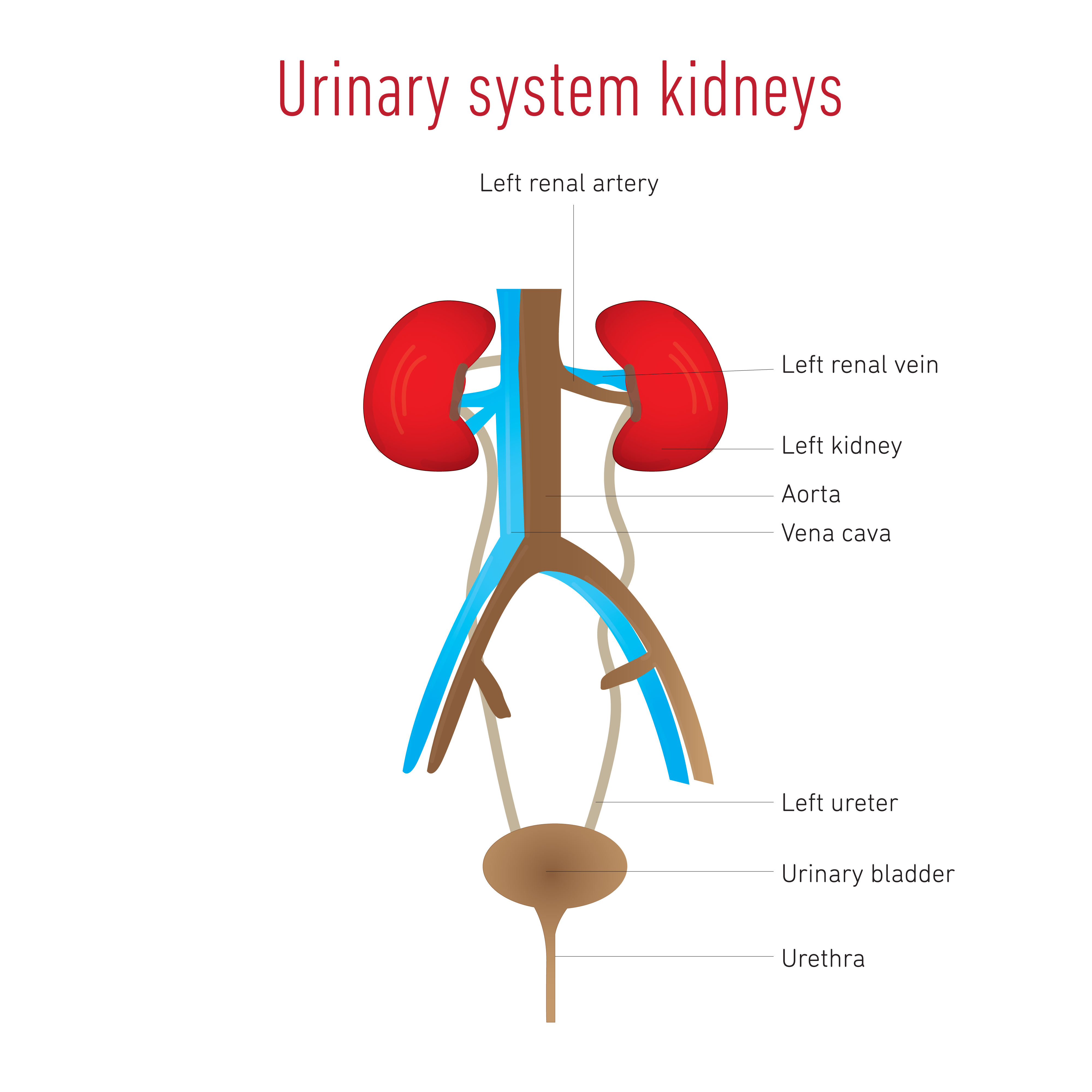 Help! I Have a Strong Urge to Urinate, but Nothing Comes Out