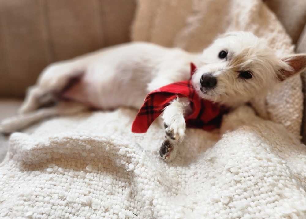 A white West Highland White Terrier with a red bow is reclining on its side