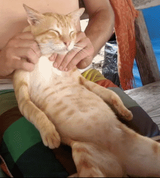 Cat massage | Pampering Employees | Office pampering 