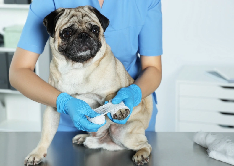 pugpawbandage.webp