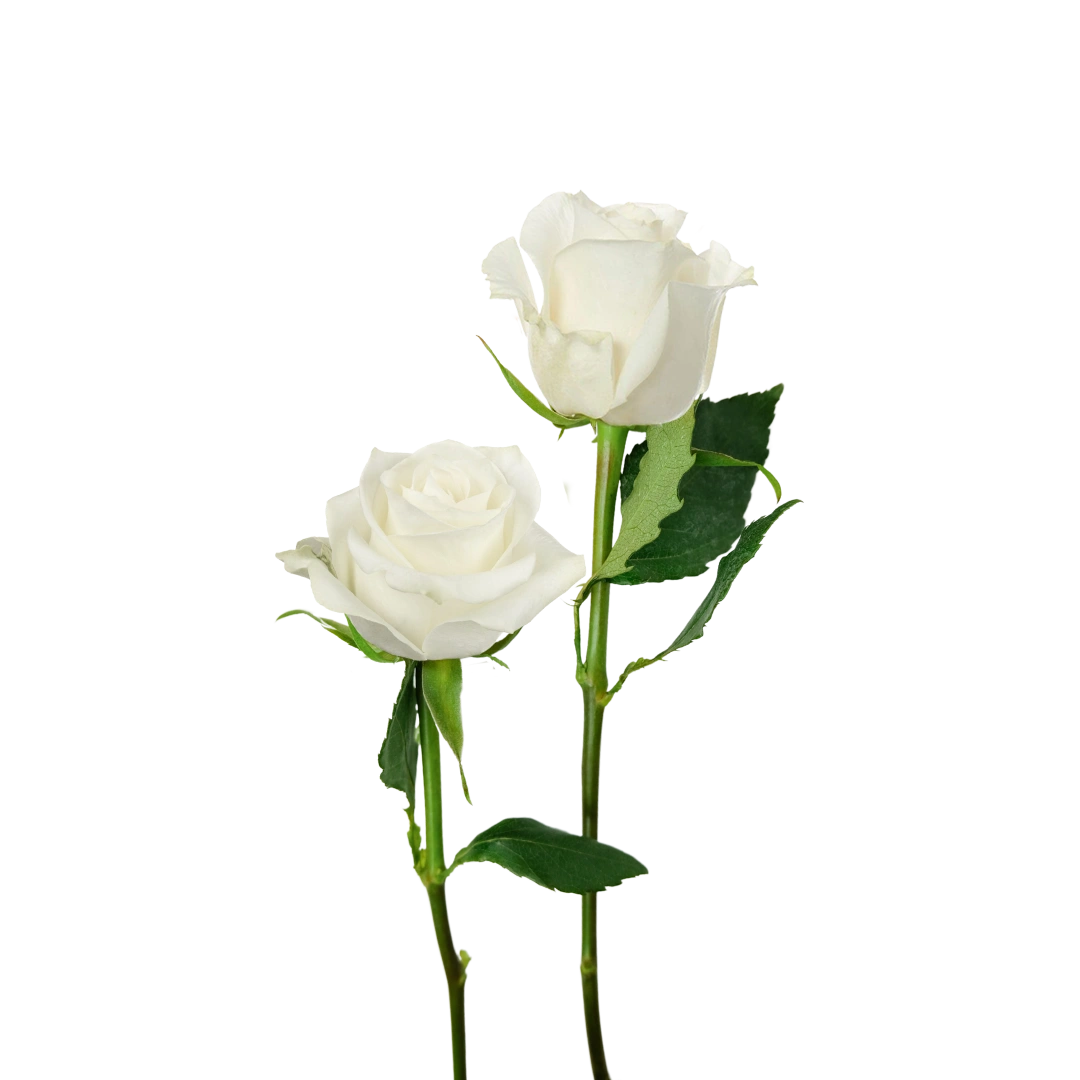 Seasonal Bouquets. Always Fresh. Delivered On Time. | Callia