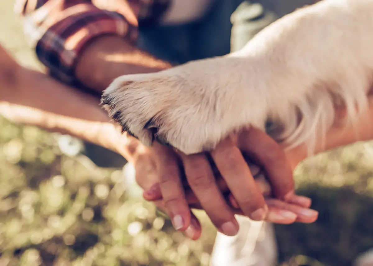 Paw and hands in a huddle