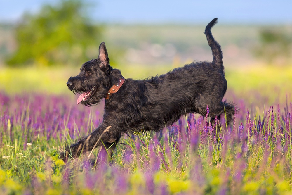 what do schnauzers look like