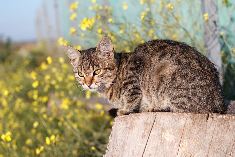 Seizures in Cats What You Need to Know Nom Nom