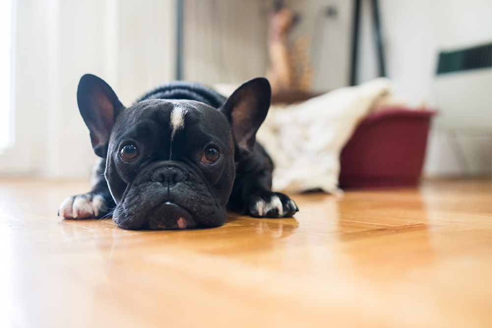 will baking soda clean dog poop from carpet