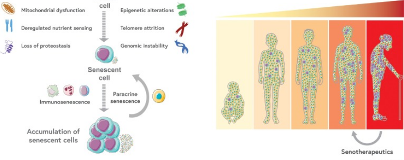 Progression of Senescence