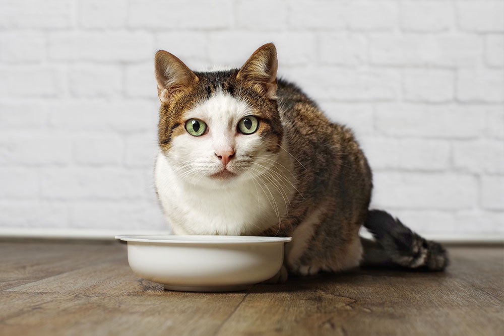 is-your-cat-a-picky-eater-training-guide-to-help-them-eat-nom-nom