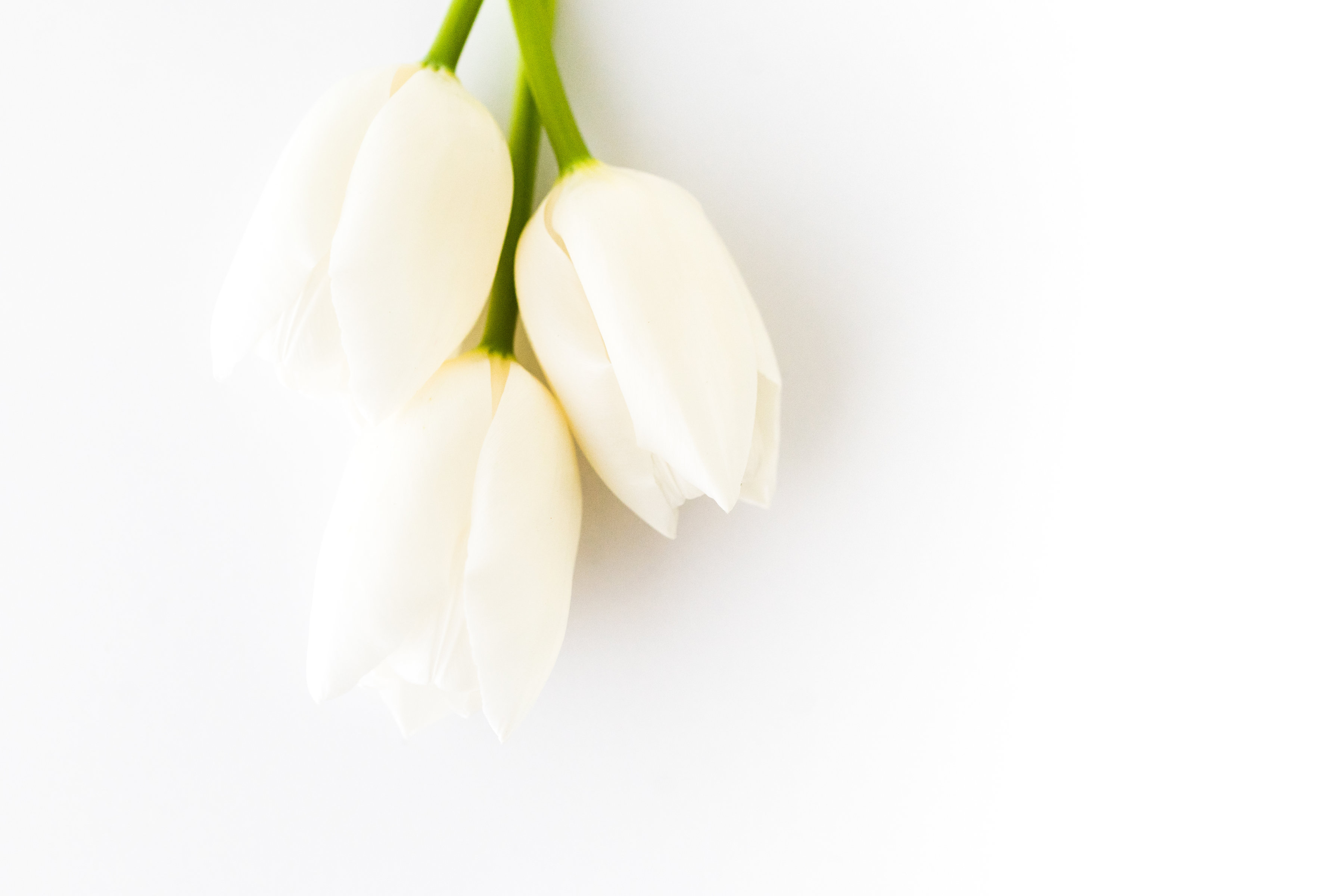 Three White Tulips
