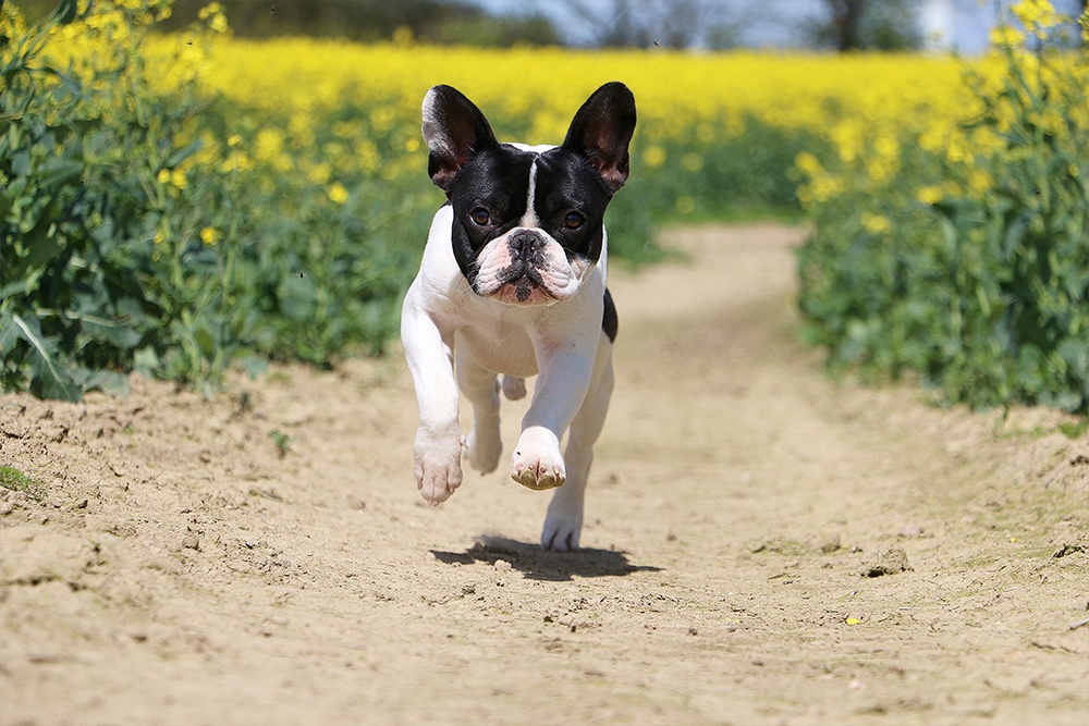 French Bulldogs with Skin Allergies Nom Nom