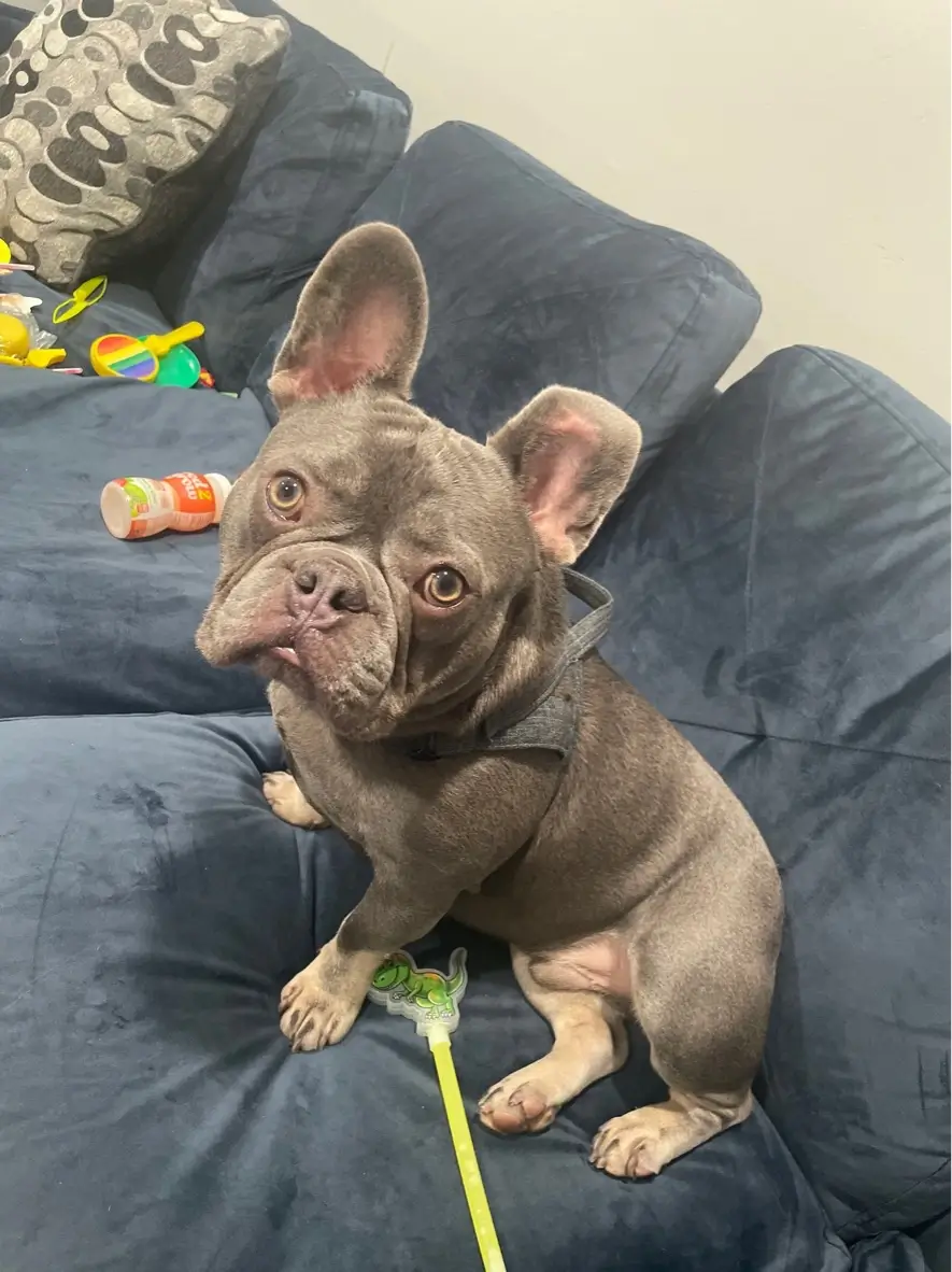 auroraberry (1).webp