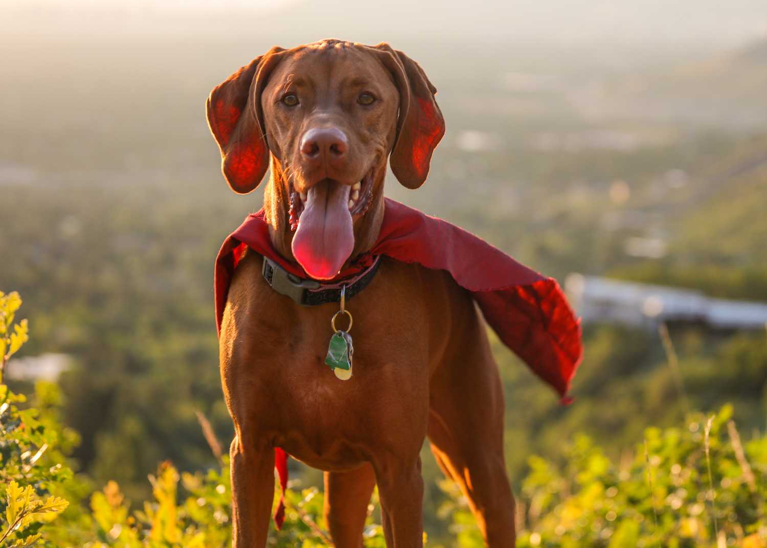 A brown lab wearing a red cape with its tongue out in the afternoon sunshine