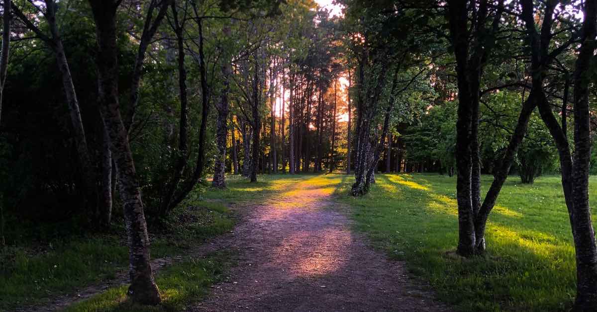 A wooded disc golf fairway in dim light