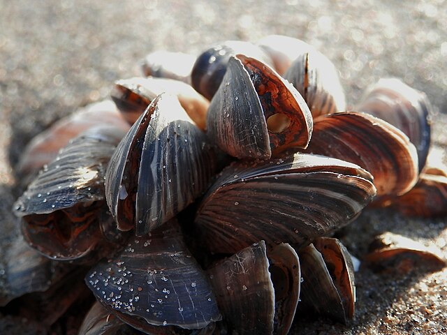 Quagga_Mussels_(Dreissena_bugensis)_-_Long_Point,_Ontario_2013-04-26.jpg
