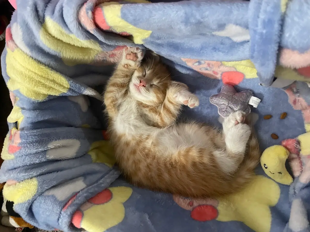 Butters_Jillian_Royalty (1).webp