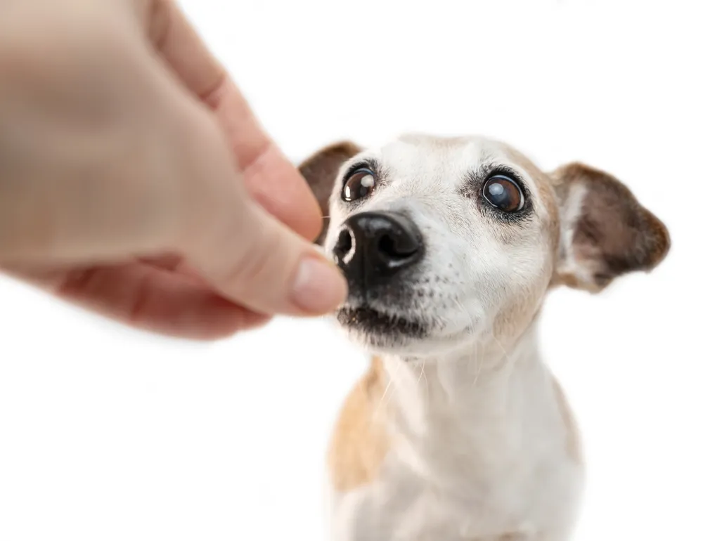 Close-up of a small senior dog looking at a treat being held near its nose against a white background