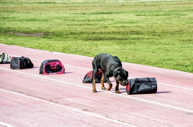 Can Dogs Smell Illness? A Deeper Look into a Dog’s Ability to Detect
